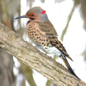 canvas photo of a Northern Flicker